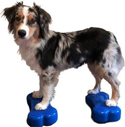 FitPAWS Bone Minis 2er Set Blau für Muskelaufbau – Bild 1 von 3