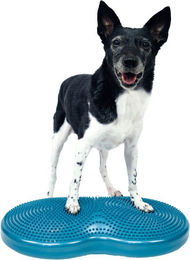FitPaws Duo Disc Trainingsscheibe Türkis für Welpen zum Muskelaufbau – Bild 1 von 2