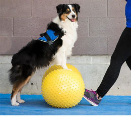 FitPAWS Trax Peanut Gelbes Gummi Spielzeug für Welpen zum Muskelaufbau – Bild 1 von 4