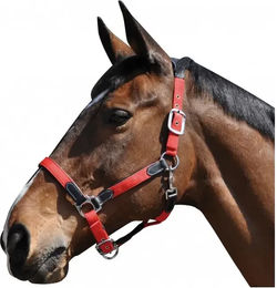 Produktbild von Flags&Cup Halfter und Stricke aus Nylon in Schwarz-Rot