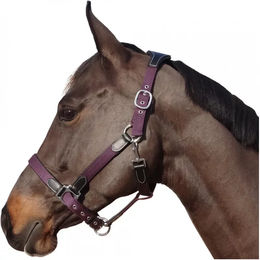 Produktbild von Flags&Cup Halfter und Stricke aus Nylon und Leder für Ponys in Schwarz und Lila