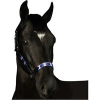 Produktbild von Flags&Cup Leder Halfter und Stricke Chukka für Vollblut in Schwarz und Bunt