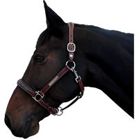 Produktbild von Flags&Cup Lederhalfter für Pferde Pony Braun