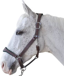 Produktbild von Flags&Cup Lederhalfter Pony Braun
