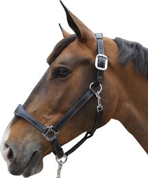 Produktbild von Flags&Cup Lederhalfter Pony Schwarz