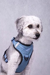 Produktbild von Flamingo Hundegeschirr Blau Größe L 46-61cm 25mm