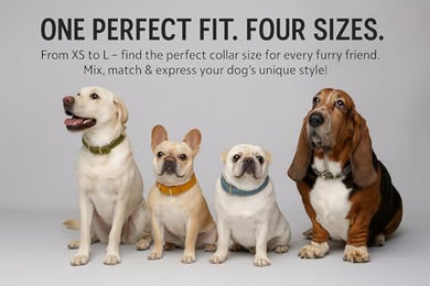 Flamingo Hundehalsband Virginia Leder grün mit Gold-Elementen Größe L 43-53cm wasserabweisend – Bild 1 von 5