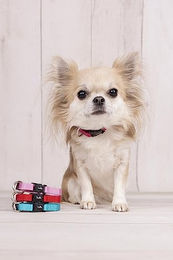 Flamingo Hundehalsband Ziggi Türkis XS mit Zugentlastung aus Nylon 20-35cm - 1 Stk. – Bild 1 von 2