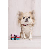 Produktbild von Flamingo Hundehalsband Ziggi Türkis XS mit Zugentlastung aus Nylon 20-35cm - 1 Stk.