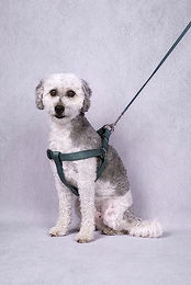 Flamingo Hundeleine Ziggi aus Nylon in Grün 130 cm - 130 cm – Bild 1 von 2