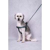Produktbild von Flamingo Hundeleine Ziggi aus Nylon in Grün 130 cm - 130 cm