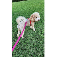 Produktbild von Flamingo Hundeleine Ziggi aus Nylon in Rosa 130cm 10mm - 130 cm