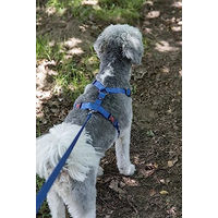 Produktbild von Flamingo Hundeleine Ziggi Blau aus Nylon 130cm 10mm - 130 cm