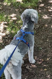 Produktbild von Flamingo Hundeleine Ziggi Blau aus Nylon 200cm x 20mm - 200 cm