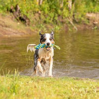 Produktbild von Flamingo Hundespielzeug Tofla Zerrseil aus Nylon Blau Gelb Größe S
