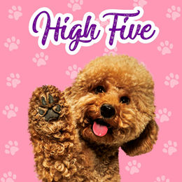 Flamingo Karte High Five 13,7 x 13,7 cm – Bild 1 von 1