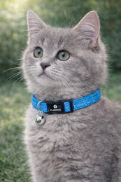 Flamingo Katzenhalsband für Kitten Blau Reflektierend mit Glöckchen – Bild 1 von 5