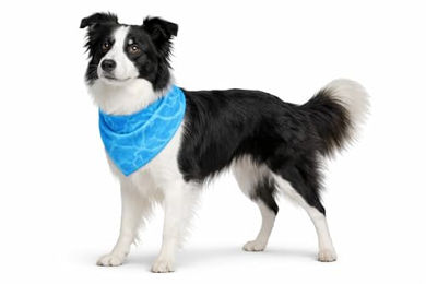 Flamingo Kühlbandana Fresk Inou Hund Halstuch Blau Größe M 70x25 cm aus Polyester - 1 Stk. – Bild 1 von 8