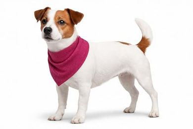 Flamingo Kühlbandana Fresk Inou Hund Halstuch Rosa Größe S – Bild 1 von 7