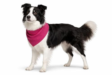 Flamingo Kühlbandana Fresk Inou Hundehalstuch Rosa Größe M 70x25 cm aus atmungsaktivem Polyester – Bild 1 von 6