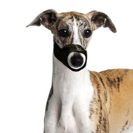 Flamingo Maulkorb aus Nylon in Schwarz Größe L – Bild 1 von 5