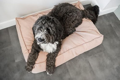 Flamingo Orthopädisches Hundebett Baldar Dunkelgrau 100 cm Ergonomischer Schlafplatz zur Gelenkschonung - 100 cm – Bild 1 von 6