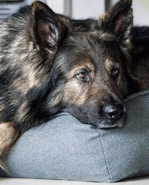 Flamingo Orthopädisches Hundebett Baldar Gelb 100 cm Ergonomischer Schlafplatz für Senior Hunde - 100 cm – Bild 1 von 4