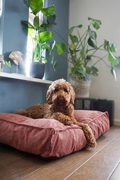 Flamingo Orthopädisches Hundebett Reno mit Memory Foam Blau Grau 65 cm - 65 cm – Bild 1 von 5
