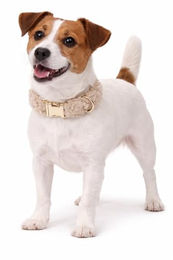 Flamingo Pookie Hundehalsband aus Fleece in Beige Gold Grösse S 31-50cm – Bild 1 von 4