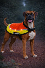Flamingo Regenmantel Hund Sicherheitsweste Orange Größe L wasserdicht mit LED und USB-aufladbarem Akku – Bild 1 von 4