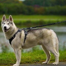 Floxik Joggingleine Ruckdämpfer für Hunde in Schwarz mit Edelstahl-Elementen Größe L – Bild 1 von 4