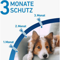 Produktbild von Frontline Spot-On Hund gegen Zecken und Flöhe für große Rassen