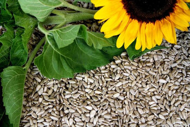 Produktbild von Futterbauer Geschälte Sonnenblumenkerne Vogelfutter für Wildvögel 2 x 10 kg