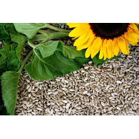 Produktbild von Futterbauer Geschälte Sonnenblumenkerne Vogelfutter für Wildvögel 2 x 10 kg