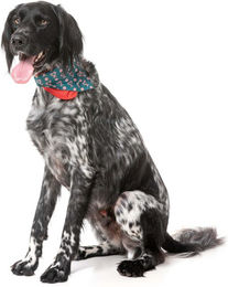 Produktbild von FuzzYard Hund Fashion-Set I Heart Candy Canes 2er Pack Bunt Größe M-L