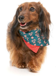 Produktbild von FuzzYard Hund Fashion-Set I Heart Candy Canes 2er Pack Grösse S-M