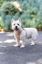 FuzzYard Life Step in Hundegeschirr aus Baumwolle Größe L in Rot – Bild 1 von 5