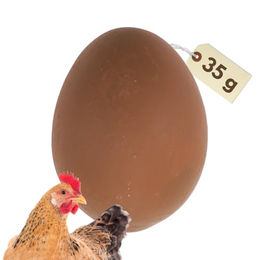 Produktbild von GarPet Nistkasten Legeeier Gipseier für Hühner und Geflügel