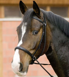 Produktbild von Gebisslose Trense Connection