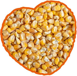 Produktbild von Geflügelfutter französischer Mais extra Duvoplus