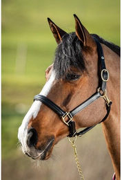 Produktbild von Gefüttertes Lederhalfter für Pferde HFI Raised
