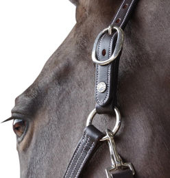 Produktbild von Gepolstertes Halfter aus Leder Canter