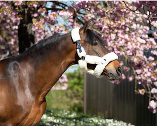 Produktbild von Gepolstertes Halfter HFI Cozy