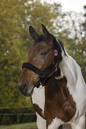 Produktbild von Gepolstertes Halfter Norton