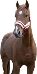 Produktbild von Gepolstertes Halfter Norton Comfort