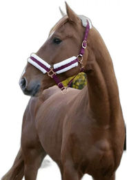 Produktbild von Gepolstertes Halfter Norton Comfort