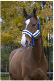 Produktbild von Gepolstertes Halfter Norton Comfort