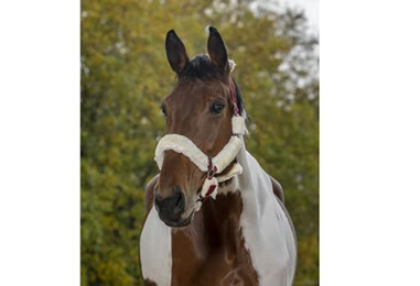 Produktbild von Gepolstertes Halfter Norton