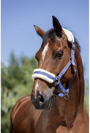 Produktbild von Gepolstertes Halfter Norton