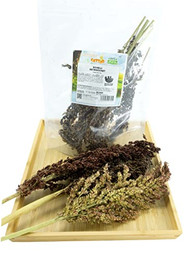 Produktbild von Getzoo Schelli - getrocknet - 1 Stk.